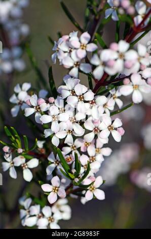 Zarte weiße Blüten der australischen einheimischen Zieria laevigata, Familie Rutaceae, die in Sydney Woodland, NSW, Australien wächst Stockfoto
