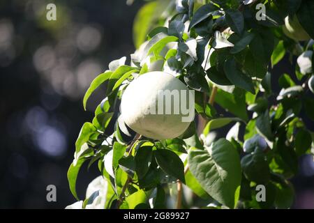 Unreife Früchte von Steinapfel oder indischem Bael (Aegle marmelos) Stockfoto