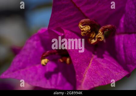 Macro closeup Magenta Bougainvillea Blume. Schöne Bougainvillea Blume im tropischen Garten. Florale Tapete. Makro-Nahaufnahme . Hochwertige Fotos Stockfoto