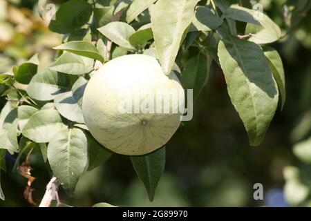 Unreife Früchte von Steinapfel oder indischem Bael (Aegle marmelos) Stockfoto