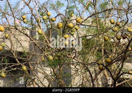 Unreife Früchte von Steinapfel oder indischem Bael (Aegle marmelos) Stockfoto