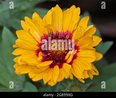 Gaillardia Mesa Helle Farbe (Decke Blume) Stockfoto