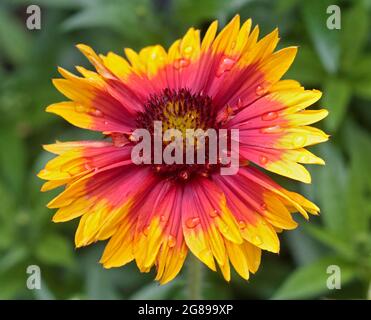 Gaillardia Mesa Helle Farbe (Decke Blume) Stockfoto