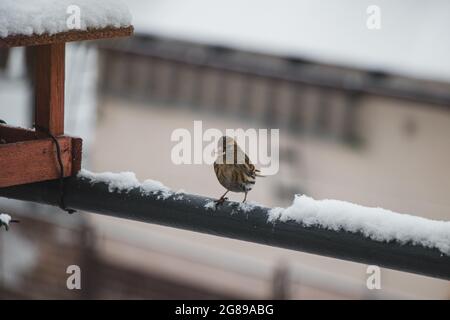 Die eurasische Lerche sitzt auf einem verschneiten Zaun neben einem Futterhäuschen und schluckt Samen zum Überleben. Er schreit zu seinen Freunden, auch zu kommen und zu essen. Alauda arvensis r Stockfoto