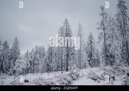 Allein Kiefer in der Mitte einer Wiese. Eine karge, undurchdringliche, schneebedeckte Wildnis in Beskiden, tschechien. Stockfoto