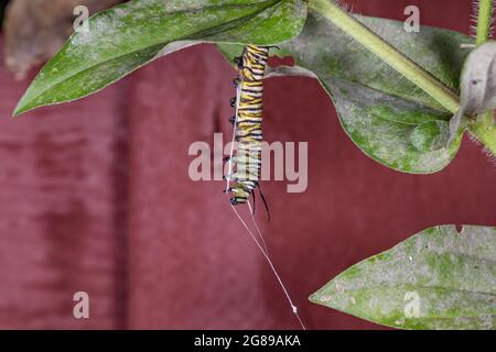 Monarch Schmetterling Raupe tot von Tachiniden fliegen parasitäre Infektion. Weiße Seidenstränge hängen vom Körper. Konzept der Insekten- und Tierwelt Nachteile Stockfoto