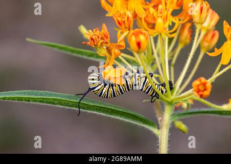 Monarch Schmetterling Raupe Essen Blatt von Schmetterlingskraut, Asclepias tuberosa Milchkraut. Konzept des Insekten- und Wildtierschutzes, Lebensraum Stockfoto