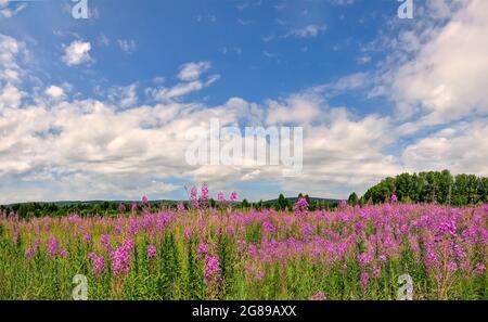 Sommerwiese mit blühenden rosa Feuerwespblumen bedeckt. Malerische Sommerlandschaft - blühende Chamaenerion angustifolium oder Epilobium angustif Stockfoto