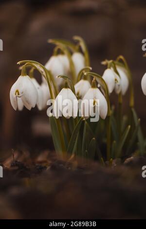 Magischer Leucojum vernum wächst in idealem schwarzen Boden. Das Kind der Mutter Natur. Eine Gruppe von Schneeflocken im Frühling. Stockfoto