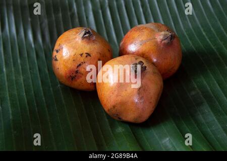 Der Granatapfel ist eine Frucht-tragenden sommergrüne Strauch in der Familie Lythraceae, unterfamilie Punicoideae Stockfoto