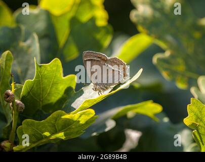 Unterseite des purpurnen Hairstreak-Schmetterlings Favonius quercus auf Eichenblättern im Butterfly Conservation Nature Reserve in Prees Heath Shropshire Stockfoto