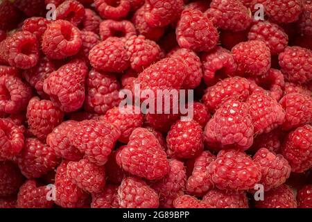 Rote reife Himbeeren aus der Nähe. Roter Beerenhintergrund Stockfoto