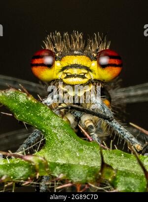 Augendamselfliege. Nahaufnahme. Stockfoto