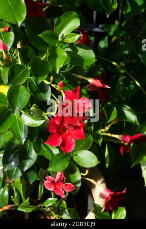 Große rote Steintrompete Pflanze mit vielen Blüten in voller Blüte Stockfoto