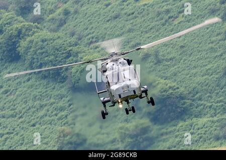 Wildcat ZZ410 Niedrig Stockfoto