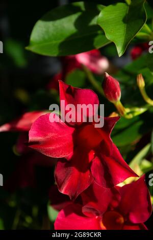 dipadenia oder mandevilla laxa Pflanze mit leuchtend roten Blüten Stockfoto