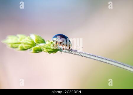 Rosmarinkäfer, Chrysolina americana, Insekt, das auf einem Stiel läuft Stockfoto