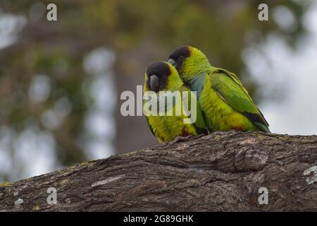 Gruppe von Nanday-Sittich (Aratinga nenday), auch bekannt als Schwarzhaubensittich, gesehen in einem Park in Buenos Aires, Argentinien Stockfoto