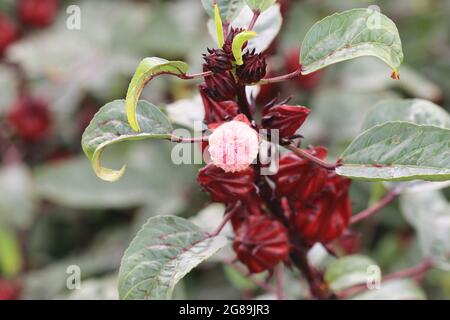 Frische rote Roselle-Früchte oder Jamaika-Sauerampfer (Hibiscus sabdariffa) mit Blättern, die im Garten wachsen Stockfoto