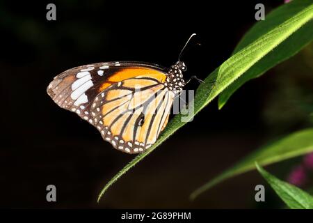 Longleat, Wiltshire, Großbritannien - Juli 17 2014: Ein männlicher Monarch Butterfly ( Danaus plexippus) im Longleat Butterfly House Stockfoto