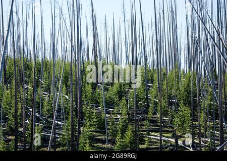 Wiederaufforstung durch Kiefern nach Waldbränden im Yellowstone National Park, Wyoming, USA. Stockfoto