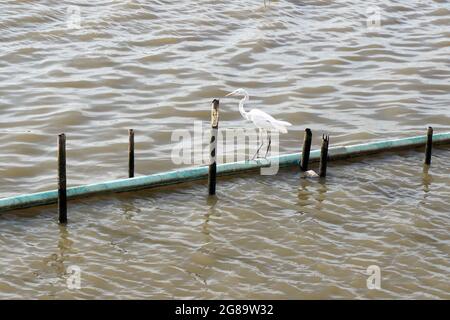 Mehrere Tauben saßen auf dem Dach. Stockfoto