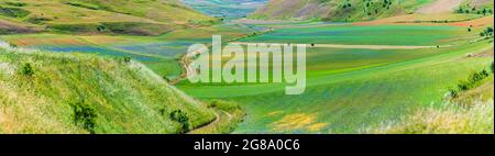 Blühende Kulturfelder, berühmte farbenfrohe blühende Ebene im Apennin, Hochland Castelluccio di Norcia, Italien. Landwirtschaft von Linsenpflanzen, r Stockfoto