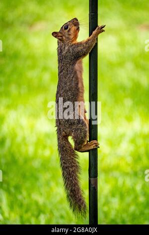 Austin, Texas, USA. 14. Juli 2021. Eichhörnchen. Ein mutiges Eichhörnchen klettert einen Stock hinauf, um zu einem Vogelfutterhäuschen zu gelangen, das mit Nüssen gefüllt ist. Er versucht es immer wieder und schließlich r Stockfoto