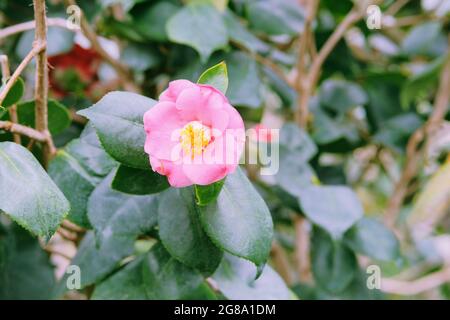 Azaleen im Frühling. Blühende rosa Azaleen-Blüten aus nächster Nähe in einem botanischen Garten. Azalea-Festival. Stockfoto