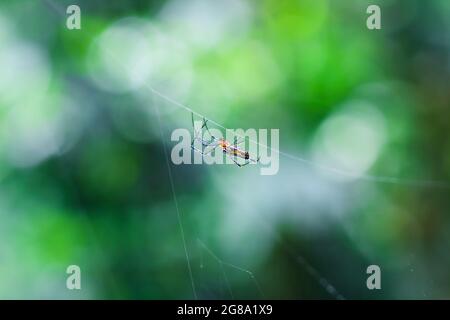 Spinne sitzt auf dem Netz mit grünem Hintergrund. Tautropfen auf Spinnennetz (Spinnennetz) Nahaufnahme mit grünem und Bokeh Hintergrund für die Tapete. Stockfoto