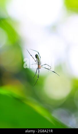 Spinne sitzt auf dem Netz mit grünem Hintergrund. Tautropfen auf Spinnennetz (Spinnennetz) Nahaufnahme mit grünem und Bokeh Hintergrund für die Tapete. Stockfoto