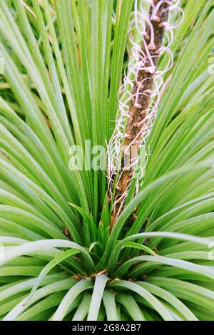 Agave stricta, Nahaufnahme. Sukulente wachsen in einem Gewächshaus. Sommerlandschaft. Stockfoto