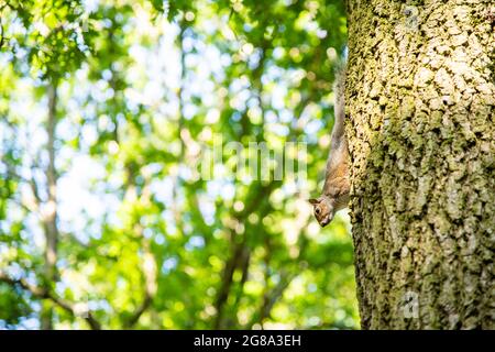 Ein Eichhörnchen auf einem Baum bei Wimbledon Common in London, Großbritannien Stockfoto