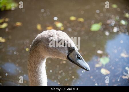 Cygnets bei Wimbledon Common in London, Großbritannien Stockfoto