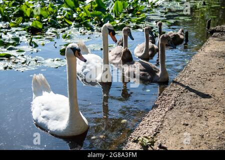 Cygnets bei Wimbledon Common in London, Großbritannien Stockfoto