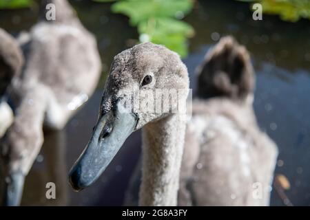 Cygnets bei Wimbledon Common in London, Großbritannien Stockfoto