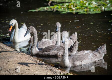 Cygnets bei Wimbledon Common in London, Großbritannien Stockfoto