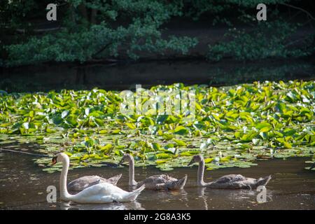 Cygnets bei Wimbledon Common in London, Großbritannien Stockfoto