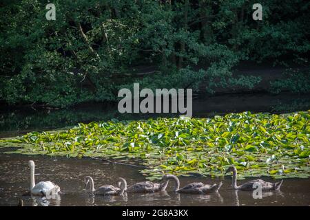 Cygnets bei Wimbledon Common in London, Großbritannien Stockfoto