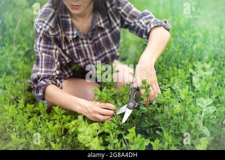 Ein junges Mädchen sammelt im Garten Minze. Stockfoto