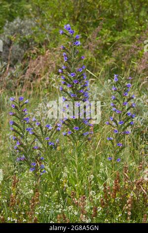 Viper’s bugloss oder Blueweed mit leuchtend blauen Blüten, die in den Dünen wachsen Stockfoto