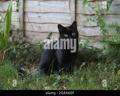Schwarze Katze sitzt an einem Zaun auf Gras Stockfoto