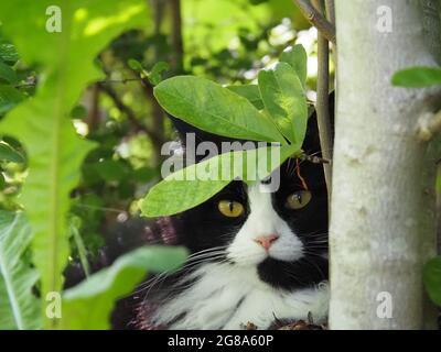 Schwarz-weiße Katze versteckt sich hinter grünen Blättern Stockfoto