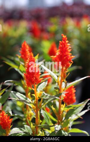 Reihen von roten Celosia-Blüten wachsen im Frühjahr Stockfoto