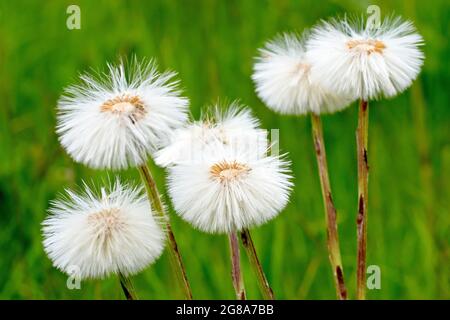 Coltsfoot (tussilago fara), Nahaufnahme einer Gruppe von Saatköpfen. Stockfoto