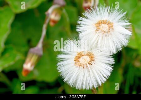 Coltsfoot (tussilago fara), Nahaufnahme von zwei Saatköpfen mit ungeöffneten Saatköpfen im Hintergrund. Stockfoto