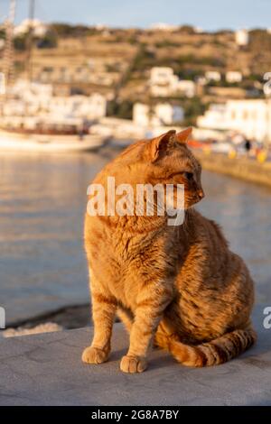 Die Katze, die auf dem Hafendock sitzt, auf der Suche nach Nahrung, verschwimmt den Hafen der Insel Mykonos. Ingwer Kätzchen posiert bei Sonnenuntergang Licht. Sommer in Griechenland, Kykladen. Stockfoto