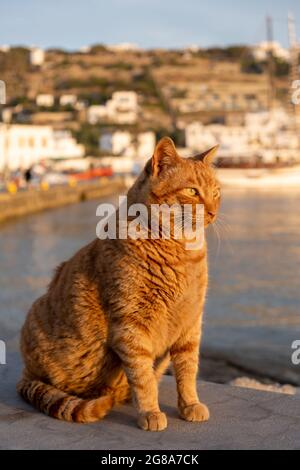 Die Katze, die auf dem Hafendock sitzt und auf Essen wartet, verwischt den Hafen der Insel Mykonos. Ingwer Kätzchen posiert bei Sonnenuntergang Licht. Sommer in Griechenland, Kykladen. Stockfoto
