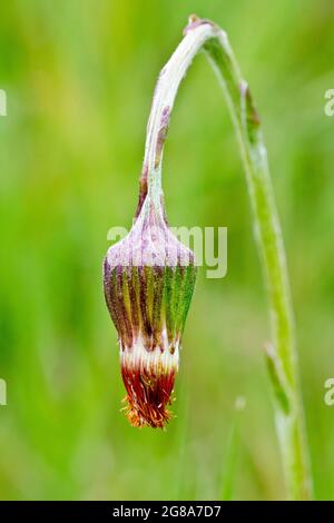 Coltsfoot (tussilago fara), Nahaufnahme eines einzelnen ungeöffneten Sämkopfes, isoliert vor einem unfokussierten Hintergrund. Stockfoto