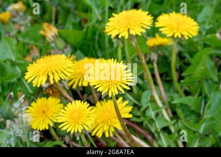 Dandelionen (taraxacum officinale), Nahaufnahme einer Gruppe der gewöhnlichen hellgelben Blüten. Stockfoto